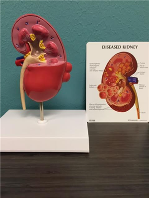 Diseased Kidney 