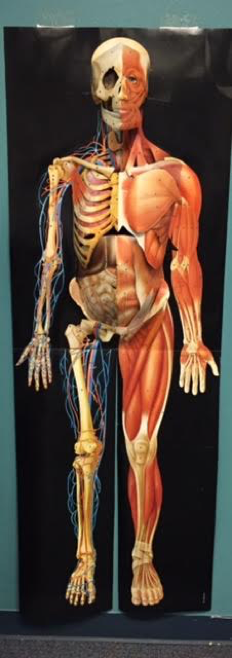 3D Anatomy Guy 