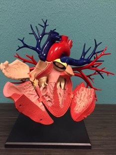 HUman Heart 
